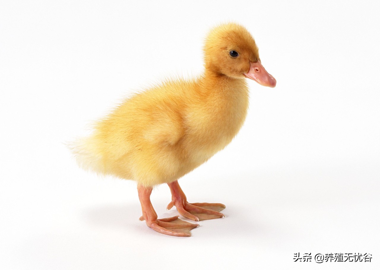 鸭子掉毛特效药,鸭子掉毛是怎么回事啊