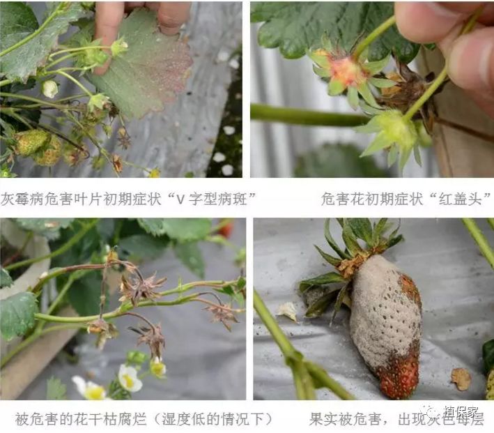 草莓常见病虫害图谱,草莓病虫害图片大全集