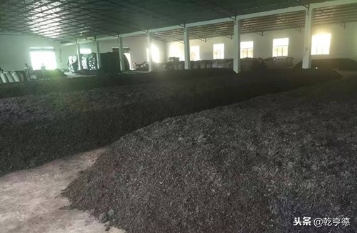 古树普洱茶山头排名,古树普洱生意好吗