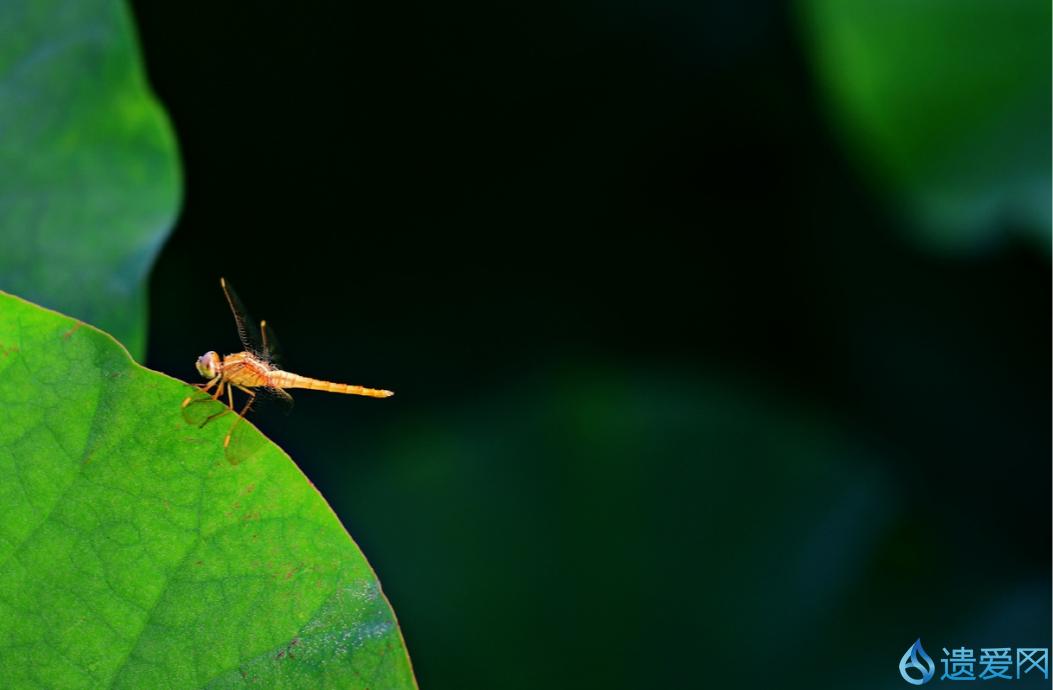 摄影欣赏：《早荷始盛开，良人入梦来。》