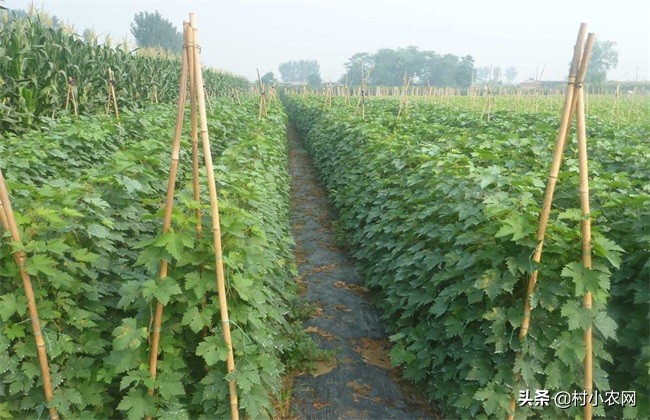 葡萄种植户前景怎么样,葡萄种植前景与销路