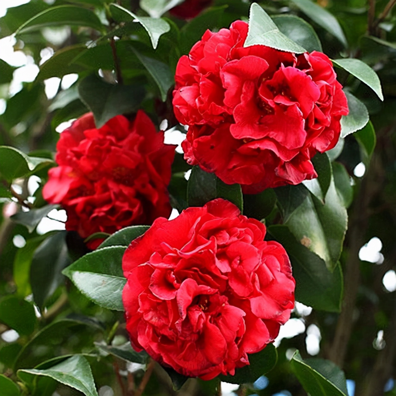 嫁接月季春季枯枝怎么回事,月季不萌芽的枯枝可以修剪吗