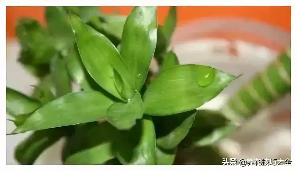 富贵竹刚长一点白根还换水吗,富贵竹如何养出粗壮的根