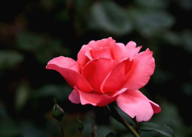 如果有一天男人开始嫌弃你,如果有一天有人冷落了你说明什么