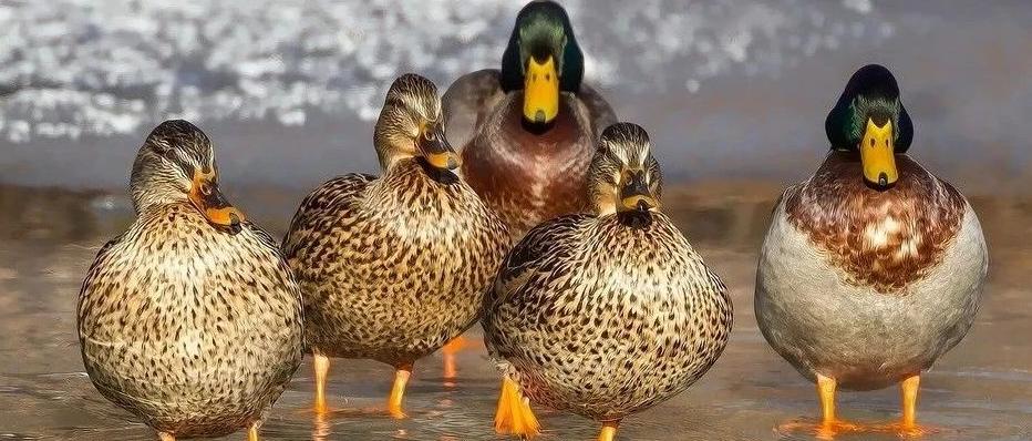 鸭霍乱怎么治疗最有效,鸭霍乱治疗最佳方法