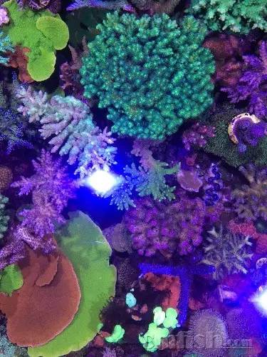 KELO钜彩照明LED水族灯试用活动鱼友评测详情(二)