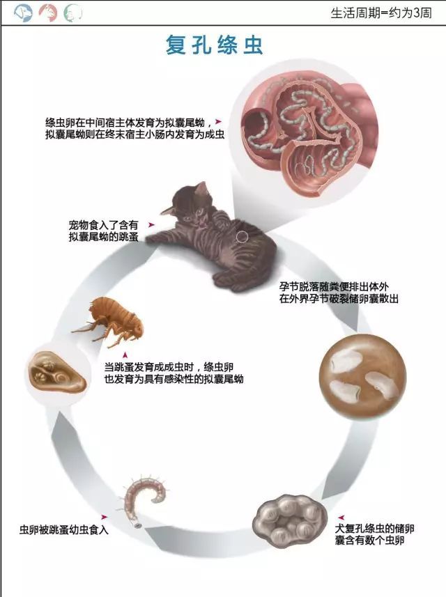 犬猫寄生虫,犬猫寄生虫性皮肤病治疗方法