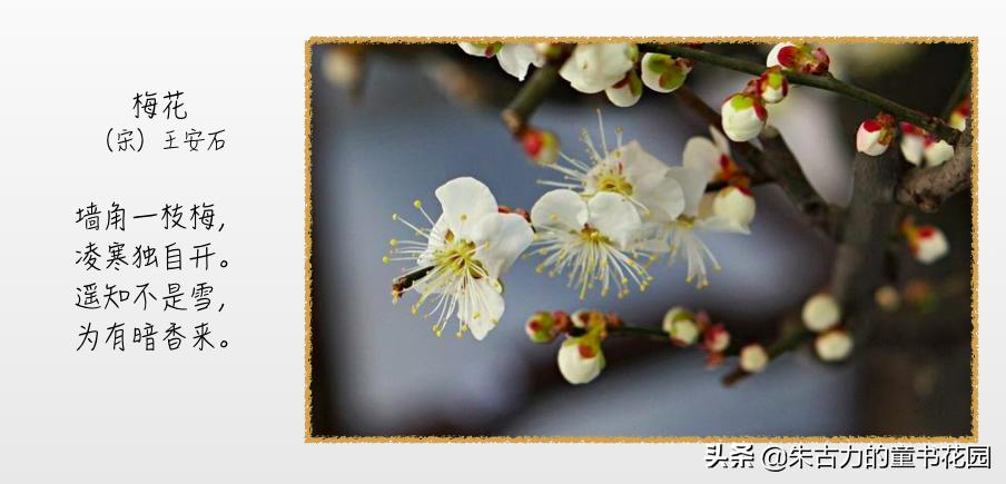 武亦姝诗词大会谈对诗词的感受,诗词大赛才女武亦姝