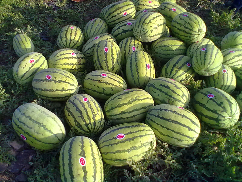 禁种戈壁西瓜的原因,戈壁西瓜为什么禁种