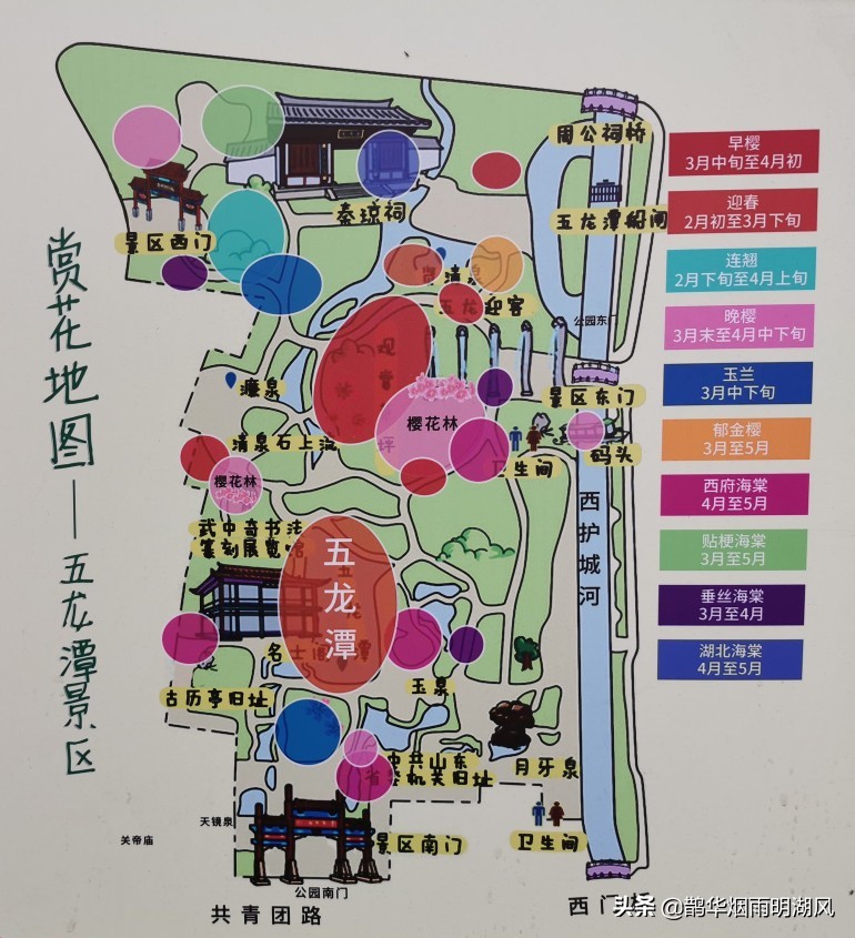 济南五龙潭樱花雨,济南五龙潭晚樱