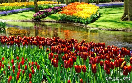 荷兰郁金香当年有多疯狂,郁金香荷兰史