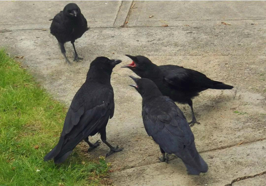 乌鸦为什么能预测凶兆,乌鸦真的是鸟类中智商最高的存在