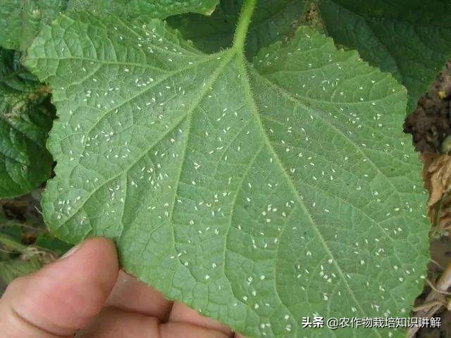 黄瓜白色飞虱用什么药,黄瓜白粉虱消灭小窍门视频