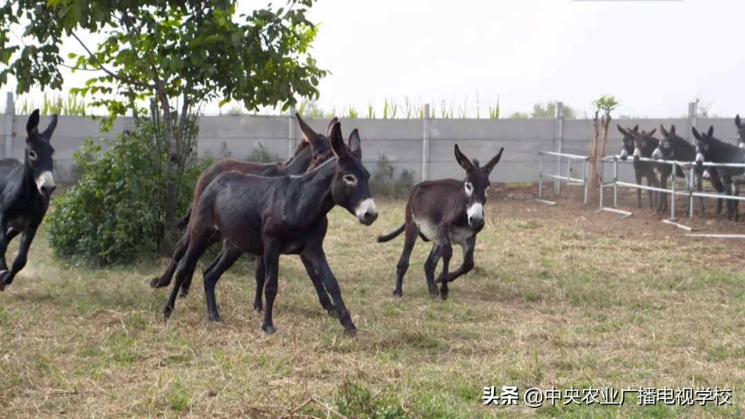 田间示范秀2020年视频,田间示范秀养绵羊
