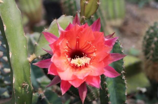 仙人掌类植物养殖方法和注意事项,仙人掌植物的养殖方法和注意事项