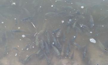 鱼得了败血症如何处理,鱼病毒性败血症的防治