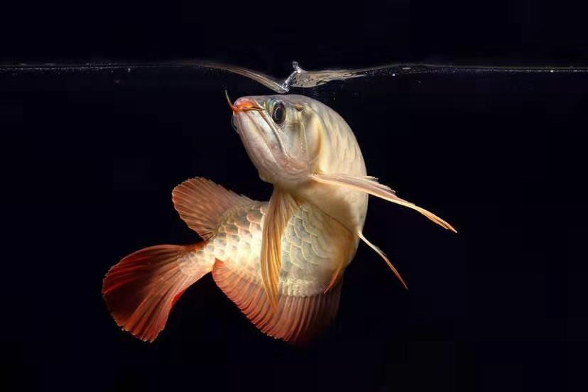 龙鱼温差引起的疾病,龙鱼老孙讲龙鱼眼睛疾病