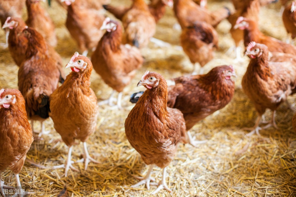 鸡支气管堵塞的土方法,鸡支气管堵塞最好的解决方法