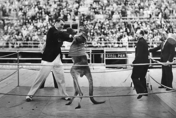 袋鼠和人打架视频,袋鼠为什么喜欢和狗狗打架