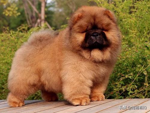 松狮犬的优缺点和怎么喂养,养松狮犬需要注意什么事项