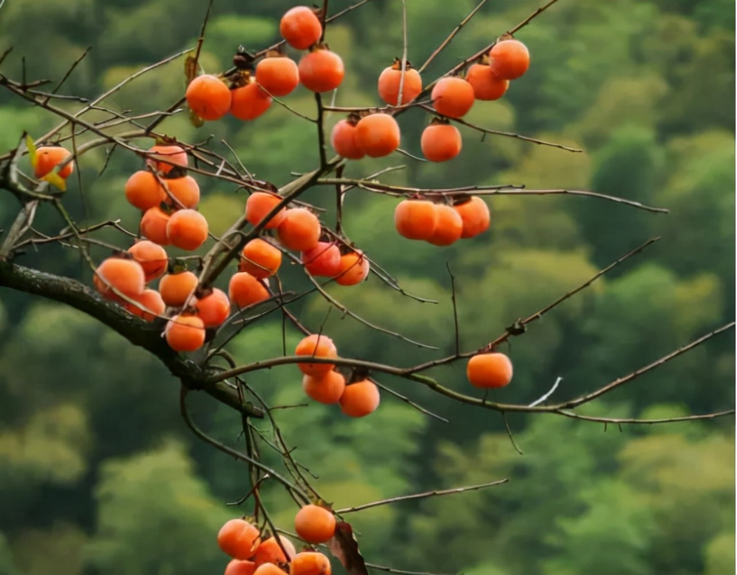 寿命达300年，曾是我国的“铁杆庄稼”，如今却常掉一地无人捡