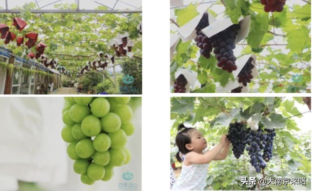 2020江苏省最美乡村道路评选结果,中国十大美丽乡村南京