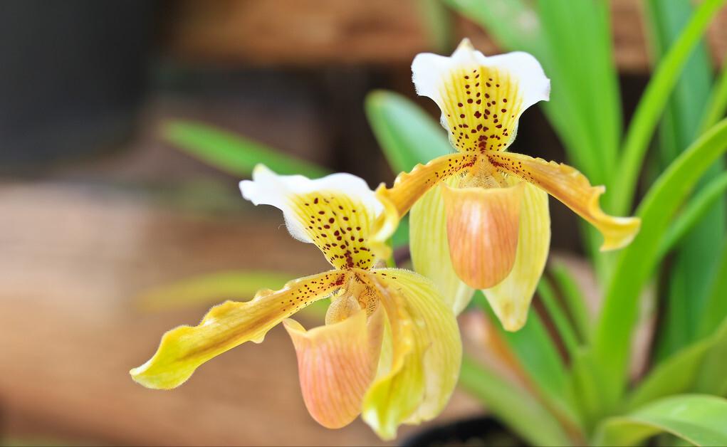 大叔种5亩麦子卖了多少钱,大叔种菜一年5000万