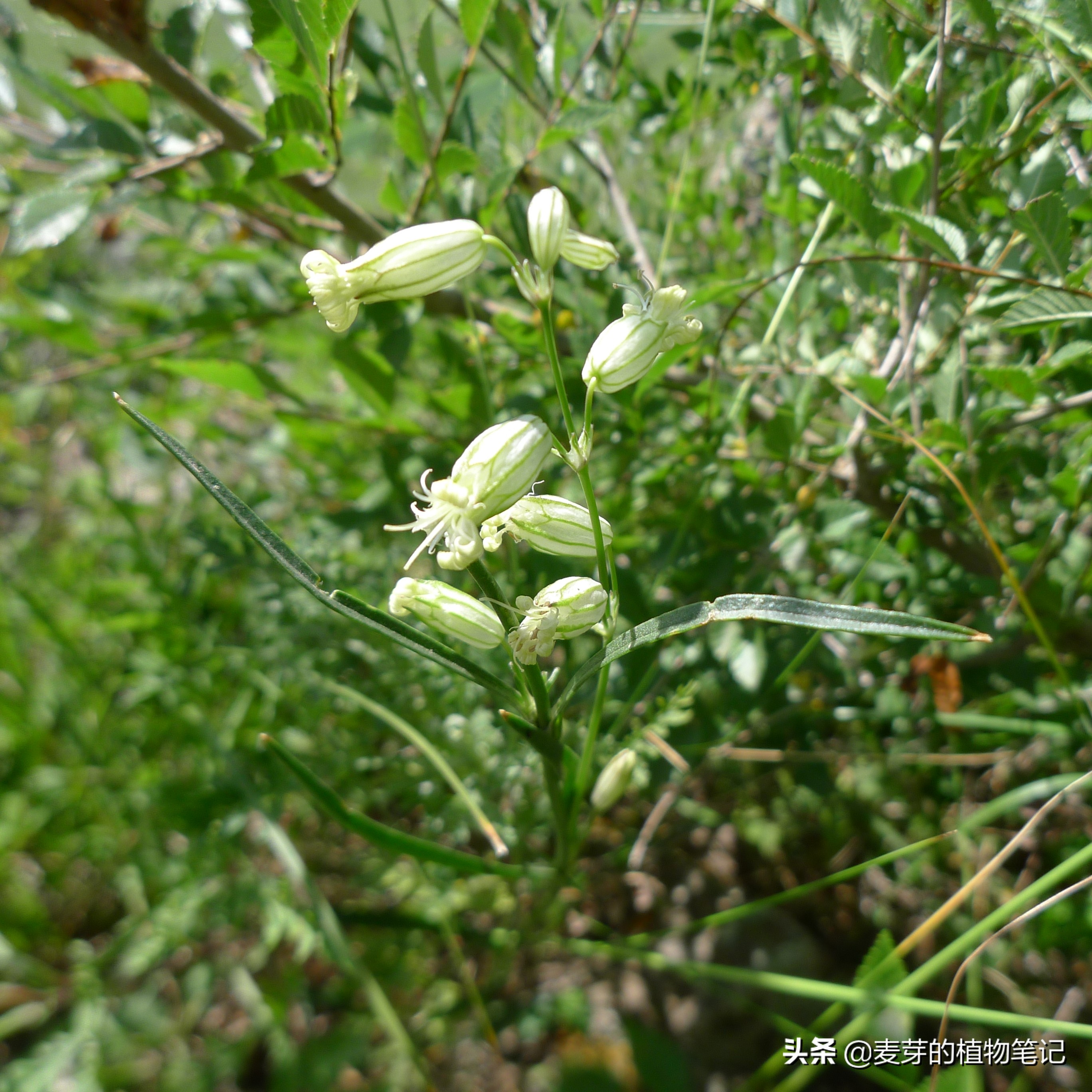 带动物名的植物,哪些动物的名字和植物的相近