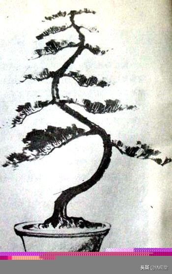 丛林式盆景欣赏,盆景欣赏及制作