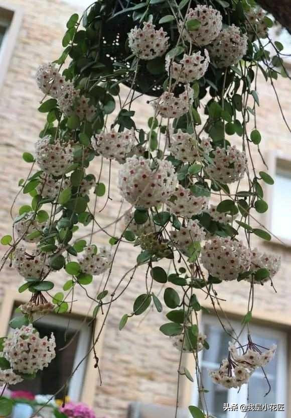 适合阳台种植的爬藤植物都有哪些,家庭阳台种什么爬藤植物比较好