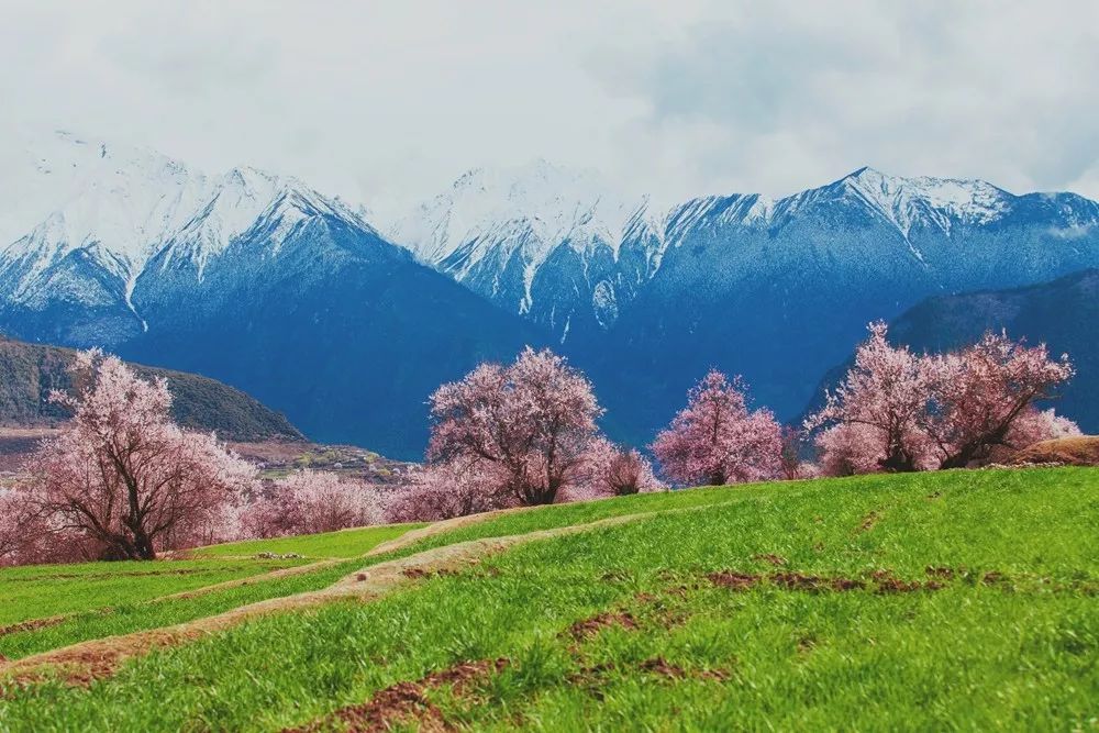 四月物语|桃杏梨大美中国、世界唯一！江浙沪紫藤芝樱绽放！