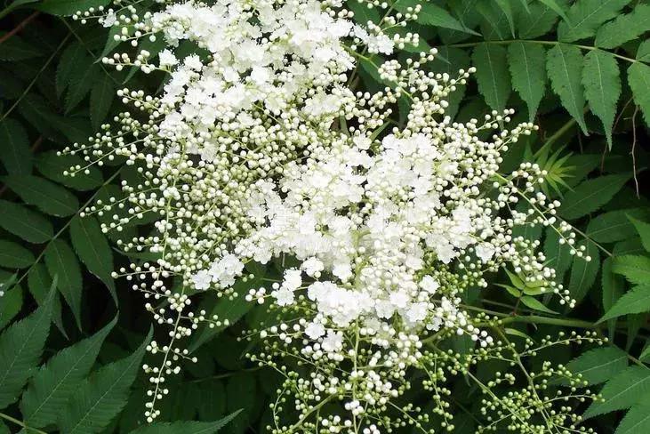 这些梅花真是美不胜收,所有梅花类型