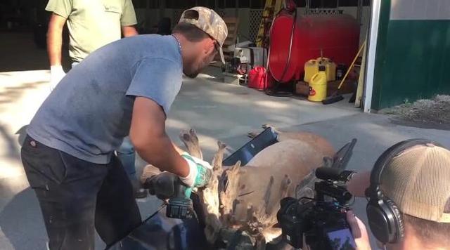 鹿角自然脱落是鹿茸吗,鹿角会自然脱落为什么还要割鹿角