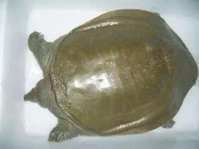 渔民海鲜大全,渔民整理的海鲜河鲜大全