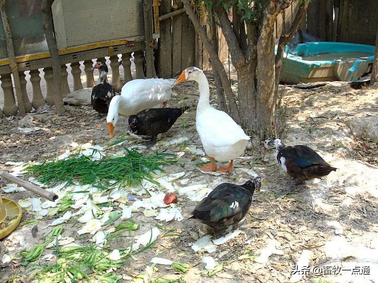 鸭子病毒病的防治,鸭子球虫最佳防治方法