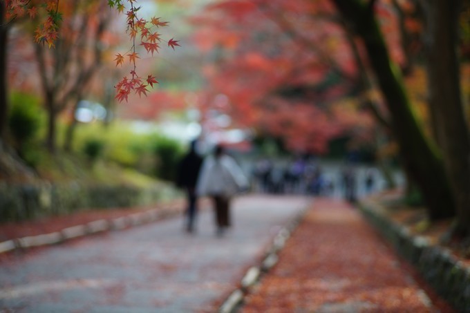 京都赏枫2022,京都赏枫必去景点有哪些好玩的