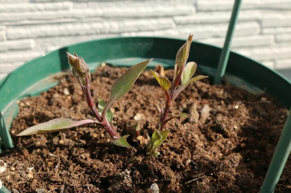 铁线莲春季萌芽后肥水管理,铁线莲大苗春季换盆的正确方法