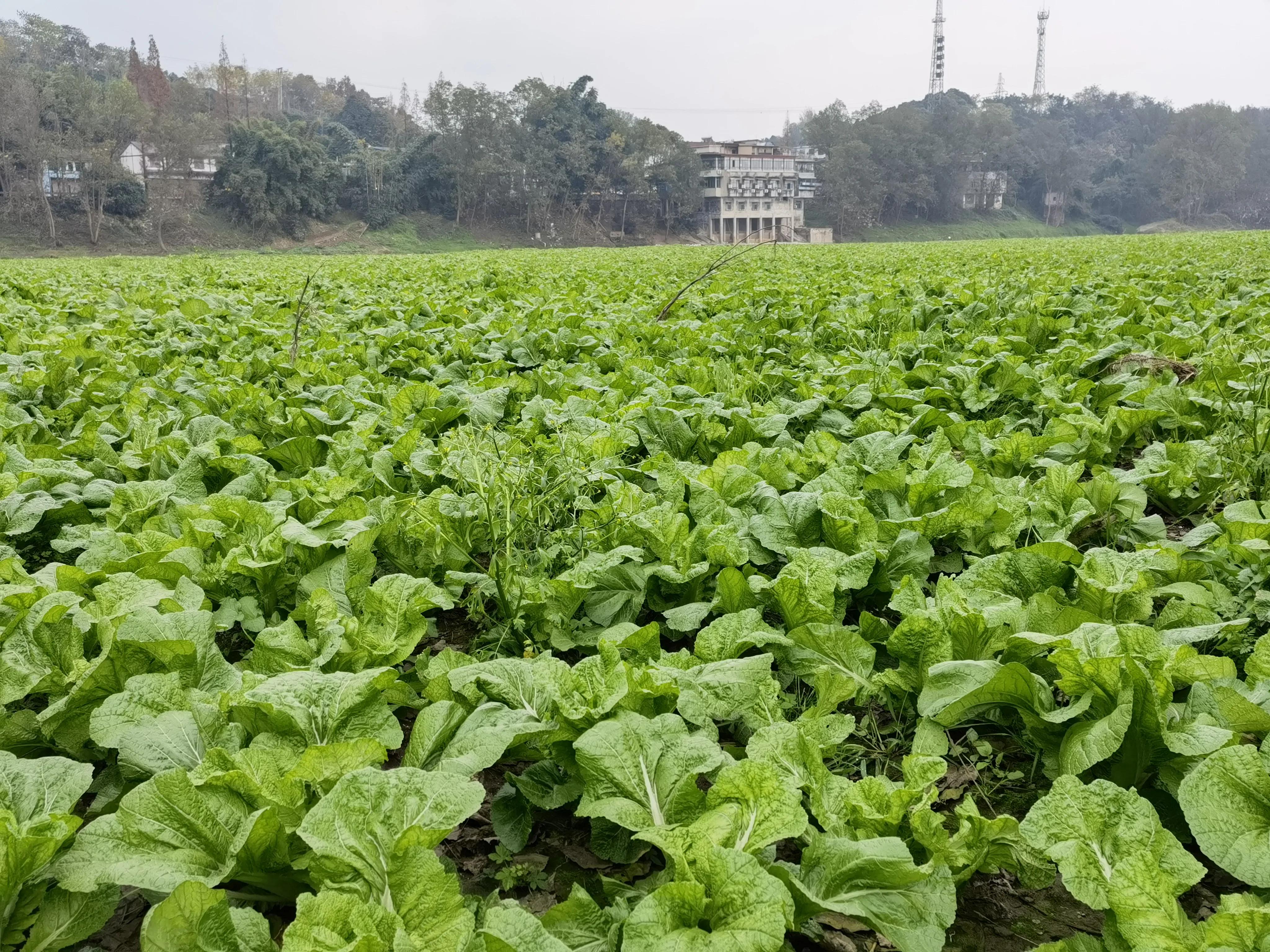萝卜泡酸菜怎么制作,卷心菜泡酸菜的制作方法