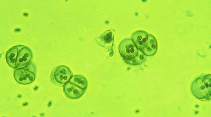 无性生殖动物是怎样生殖的,有性生殖的动物能进行无性生殖吗