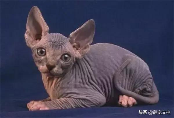 盘点顶级宠物,最贵的宠物猫是什么品种