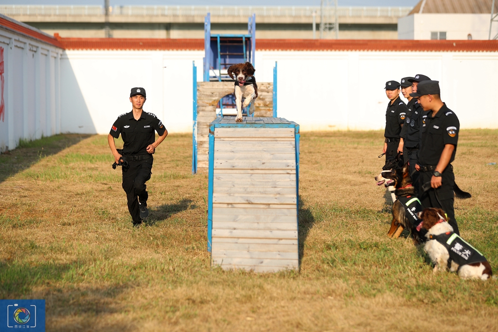 警犬训犬师的工作和生活,如何成为一名合格的警犬训导员