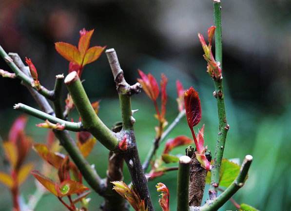 想让月季长高,如何使棒棒糖月季的冠幅变大