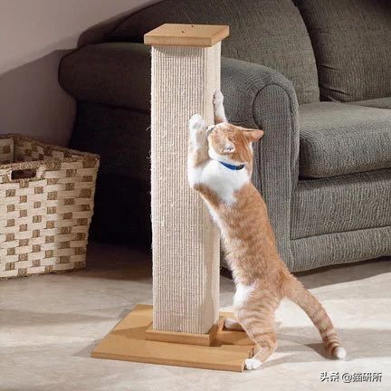 怎么防止猫抓板挠家具,怎样可以防止猫咪抓家具