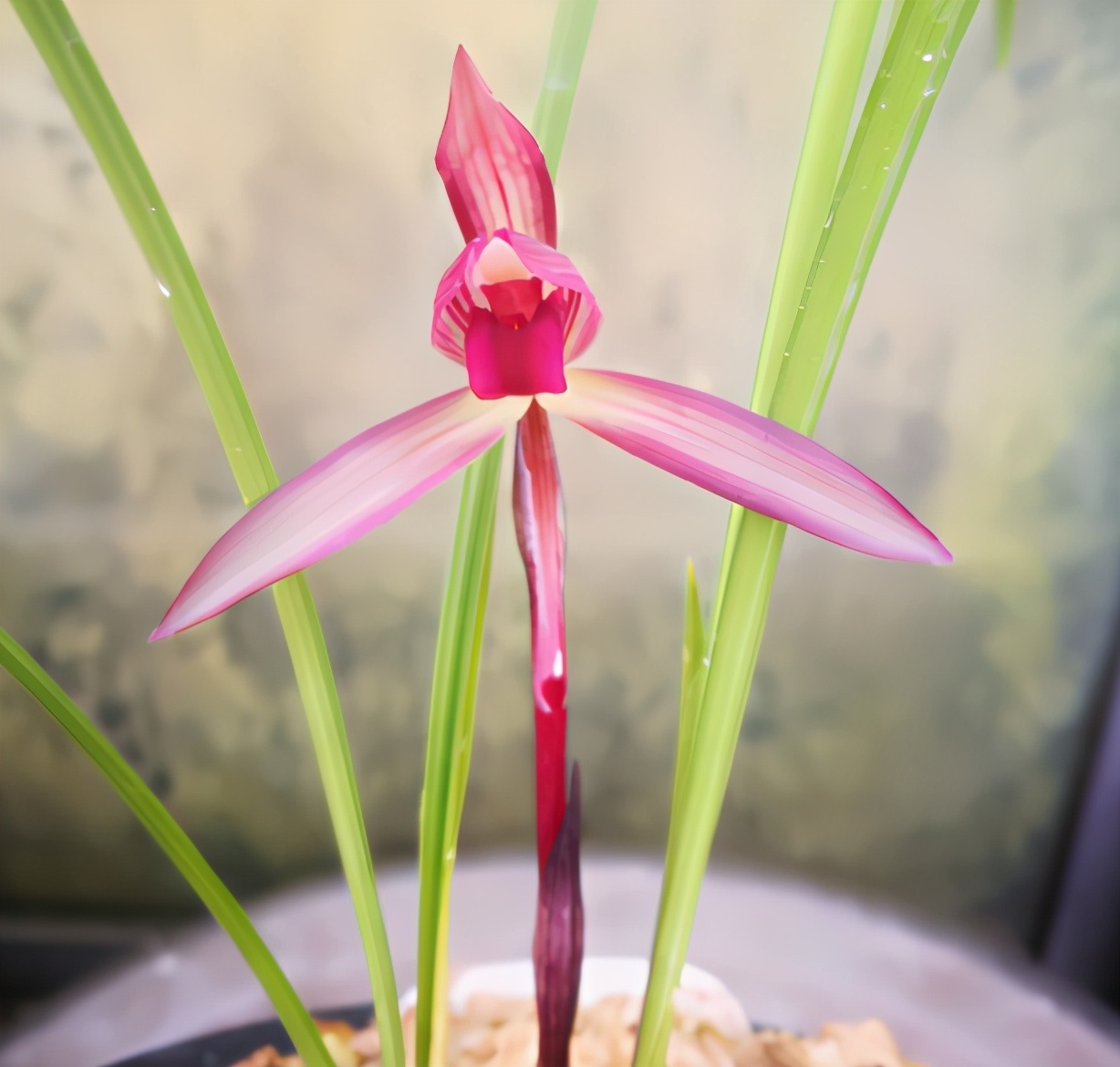 开花多且香的兰花推荐,绿色开花很香的兰花有哪些