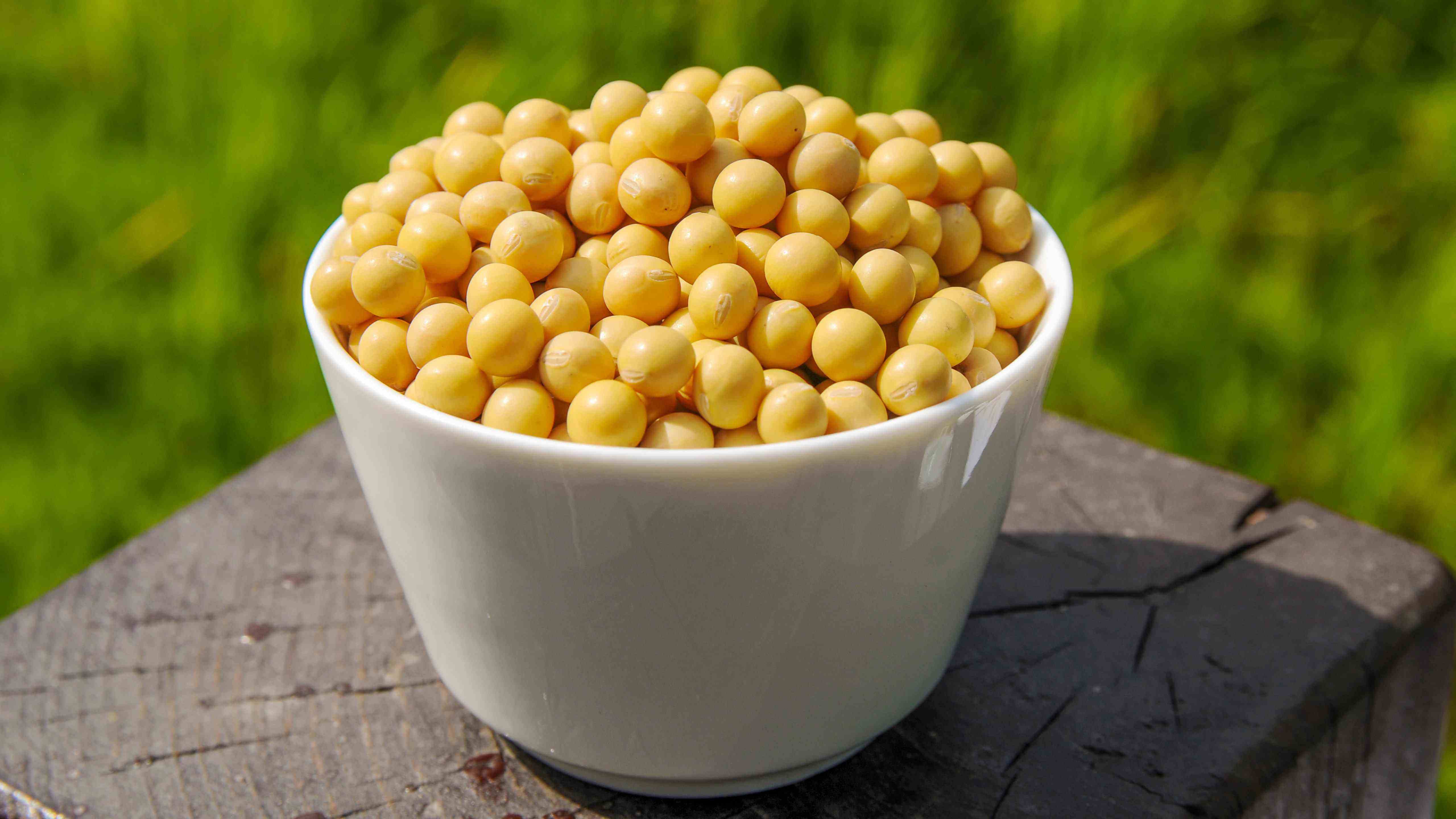 目前中国大豆最新行情,最新国产大豆行情走势