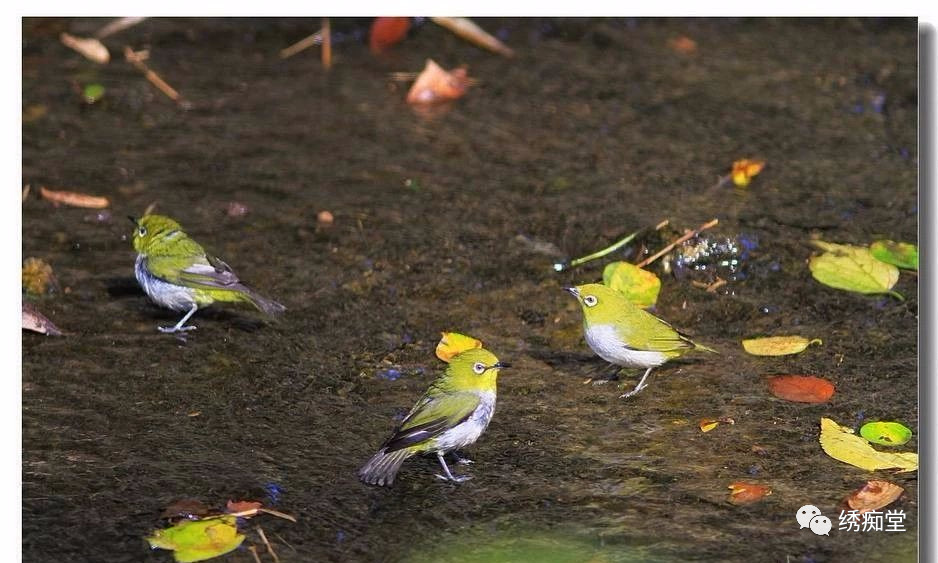 绣眼鸟训练方法,世界第一绣眼鸟