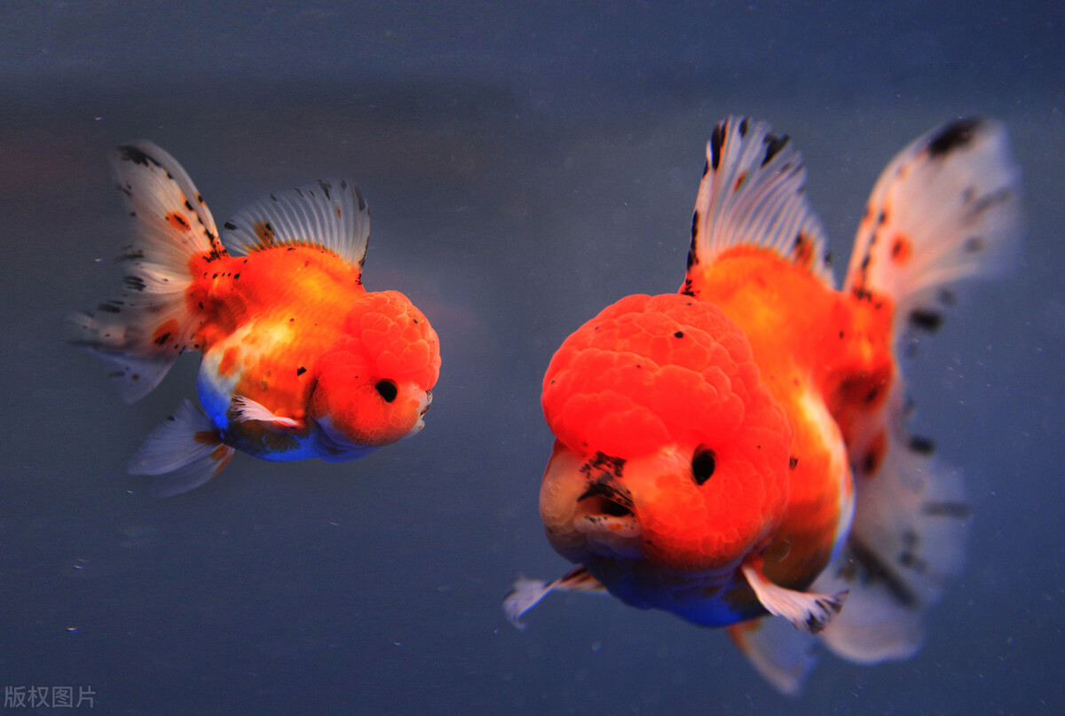 引滦入津后，天津人家家户户养金鱼，花鸟鱼虫市场眼花缭乱