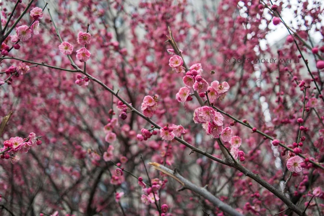 康泰时f2镜头评测,康泰时contaxg21f2.8镜头