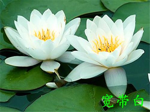 水培睡莲的种植方法,睡莲几月份种植最好