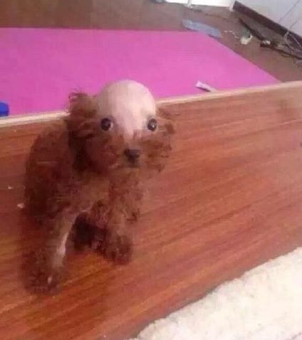 伴娘不够伴郎来凑完整版,伴娘不够弟弟来凑